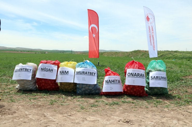 Yozgat’ta 7 çeşit yerli patates tohumu deneme ekimi yapıldı