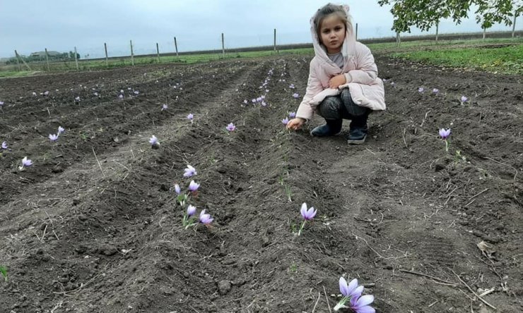 Dünyanın en pahalı baharatı için Gagauzya’da safran tarlası kurdular