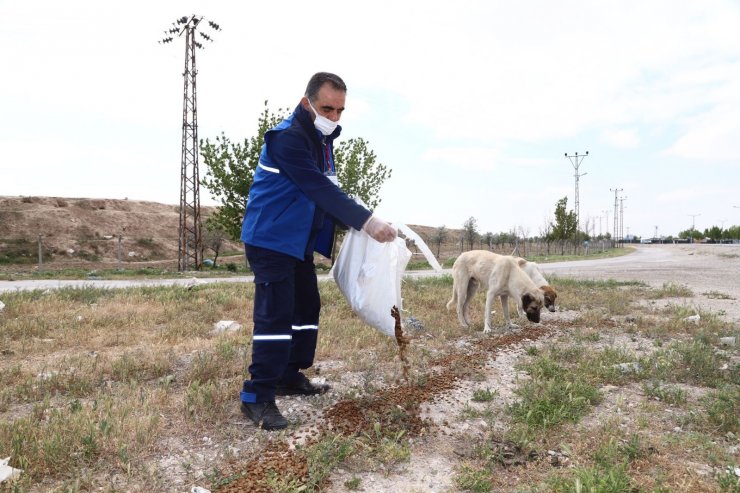 Konya’da sokak hayvanları tam kapanmada emin ellerde