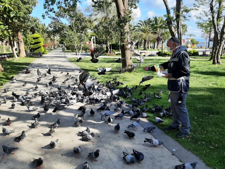 Sinop’ta aç kalan güvercinleri polisler besledi