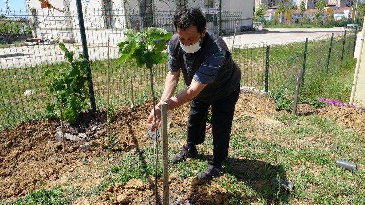 Tuzla’da sağlık çalışanlarına jest için sağlık ocağının bahçesini meyve bahçesine çevirdi