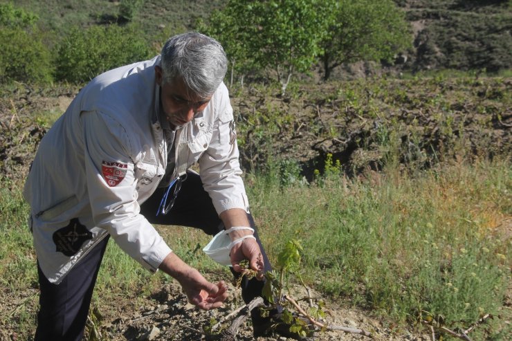 Erzincan’da üzüm bağlarını don vurdu