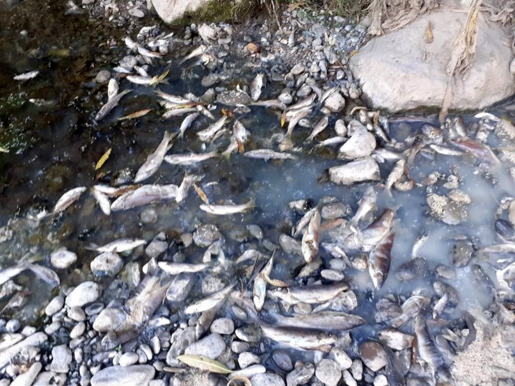 Osmaniye’de toplu balık ölümleri tedirginliğe yol açtı