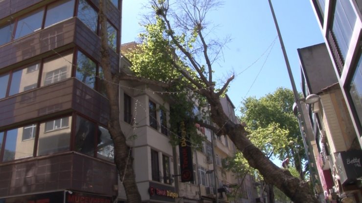 Kartal’da asırlık ağaç iş yerinin çatısına devrildi
