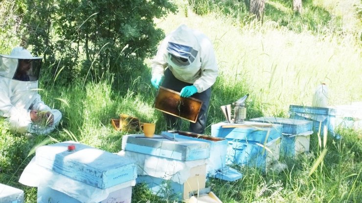 Balıkesir’de balın iyi para etmesi arılara olan itibarı artırdı