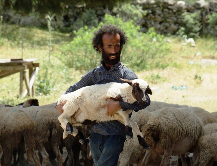 Kendini koyunlara adadı