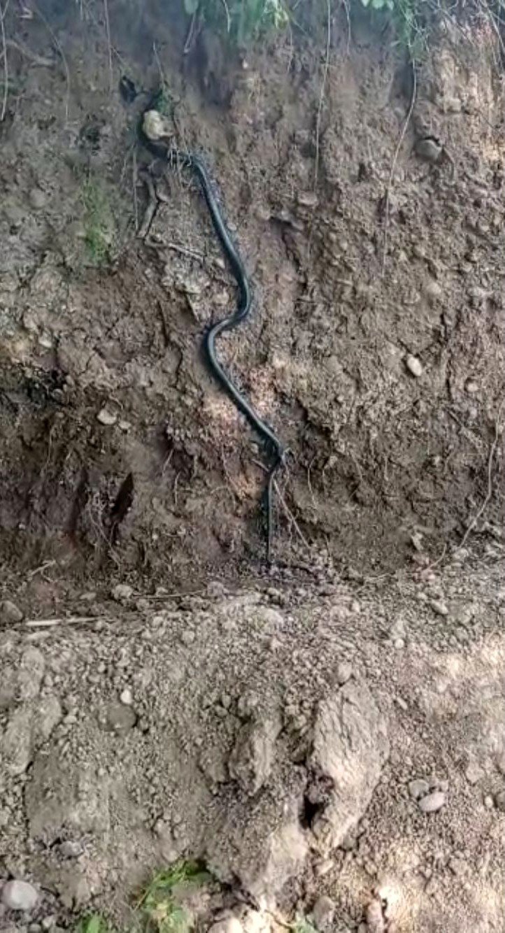 Diyarbakır’da dev yılan paniği