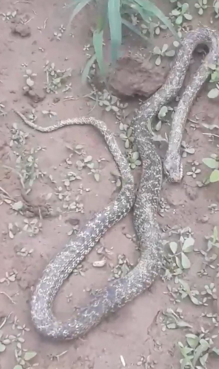 Bursa’da tarlasında dev yılanı gören çifti şaşkınlığını gizleyemedi