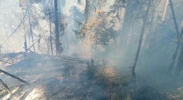 Artvin’de korkutan orman yangını