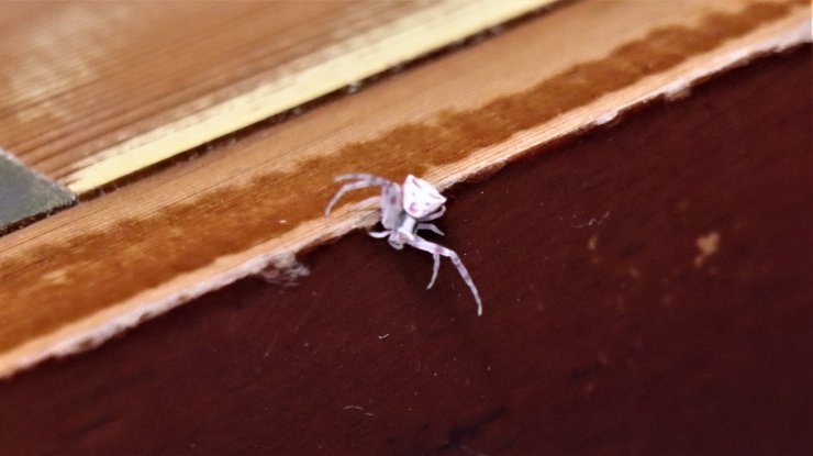 İnsan yüzlü örümcek Türkiye’de 7. kez ortaya çıktı