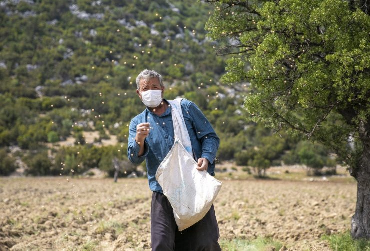 Gülnar’daki üreticiye nohut desteği