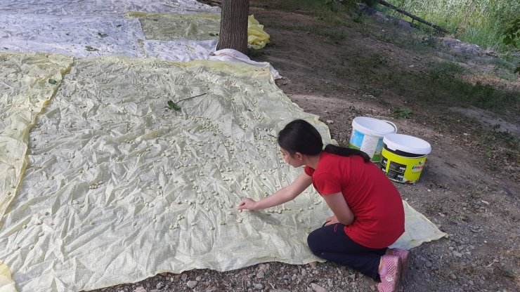 Artvin’de meşhur İşhan Pekmezi geleneksel yöntemlerle hazırlanıyor