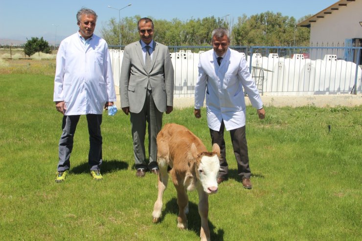 Montofon cinsi inek embriyo transferiyle simental cinsi buzağı doğurdu