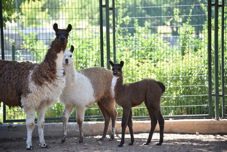 Malatya Hayvanat Bahçesi ziyarete açıldı