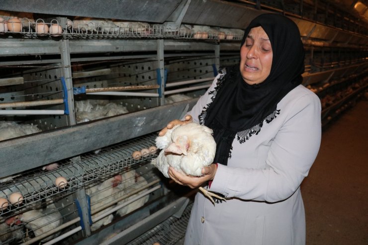 Kahramanmaraş’ta 10 bin tavuk telef oldu, sahibi ağıt yaktı