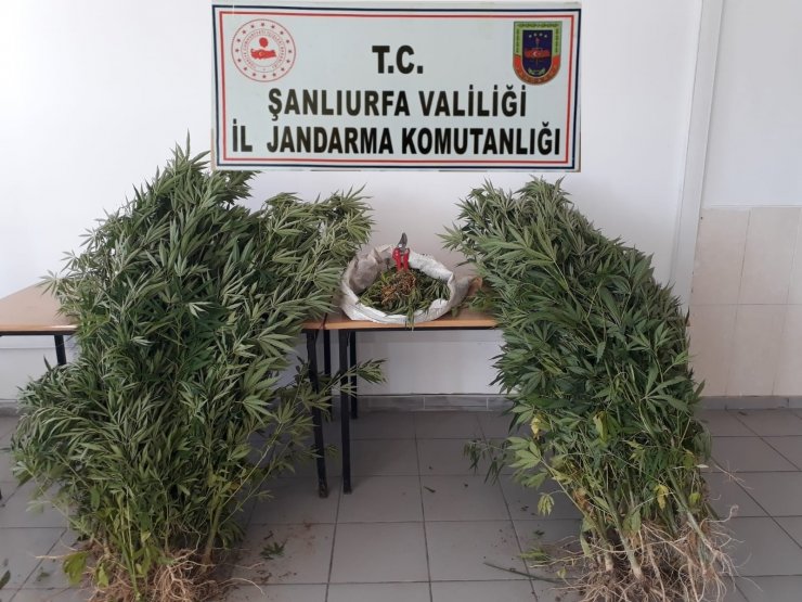 Şanlıurfa’da uyuşturucu operasyonunda 2 tutuklama