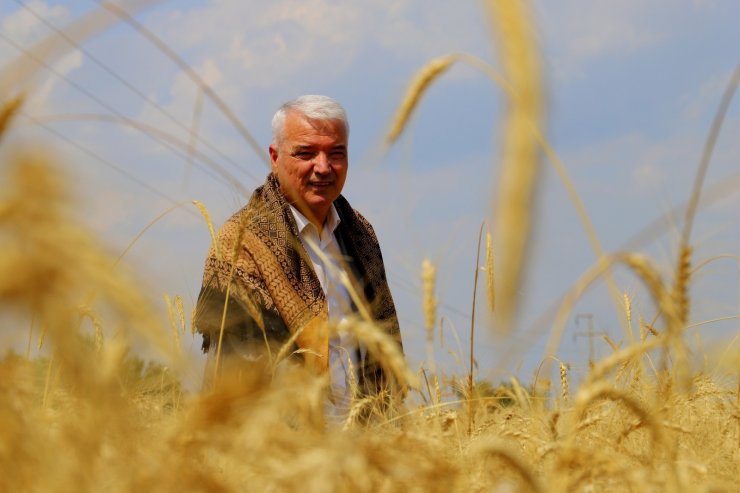 Saruhanlı Belediyesi ihtiyaç sahipleri için buğday hasadı yaptı