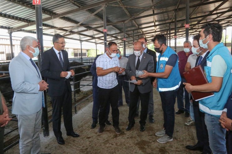 Kütahya’da 15 köy ve mahalleye damızlık manda boğası dağıtıldı
