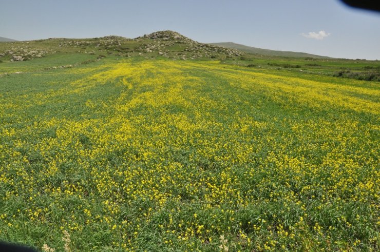 Kars’ta tarlalarda açan ’sarı çiçekler’ görsel şölen sundu