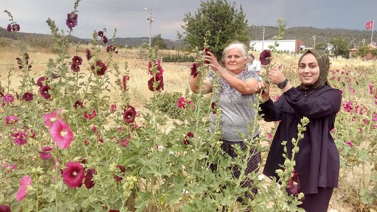 ’Deve gülü’ ekmek kapısı oldu