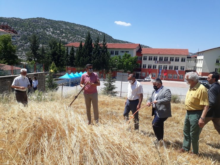 Akseki MYO’da buğday hasatı yapıldı