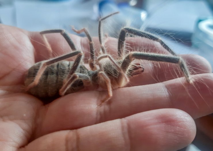 Hakkari’de yeni böğü böceği türü keşfedildi