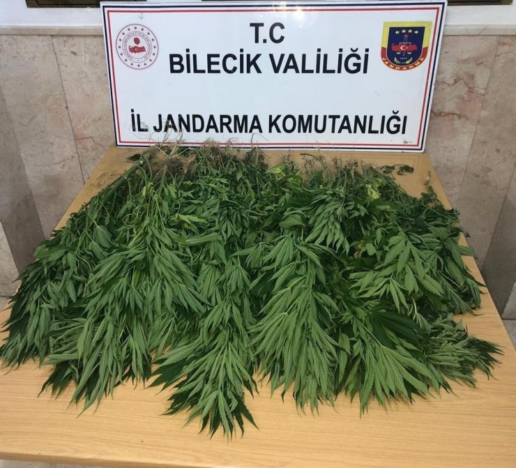 Bal kabağı tarlası içine kenevir bitkisi diken şahıs yakalandı