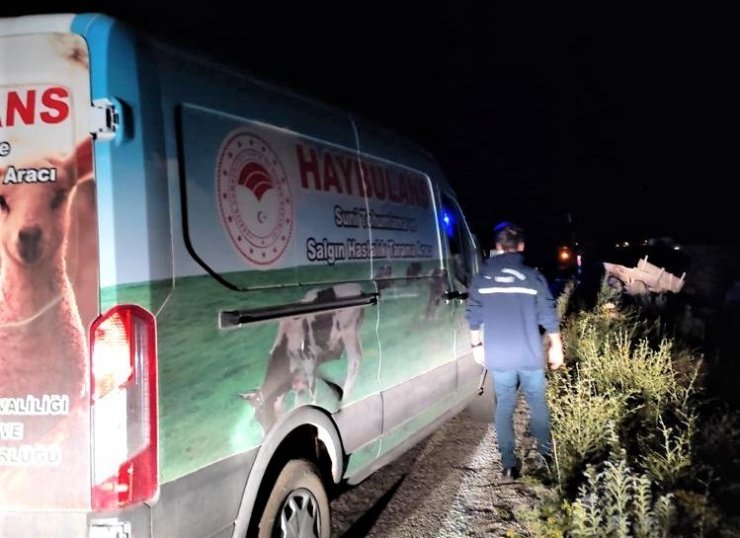 Bayburt’ta yaralı ata “Haybulans” ile müdahale edildi
