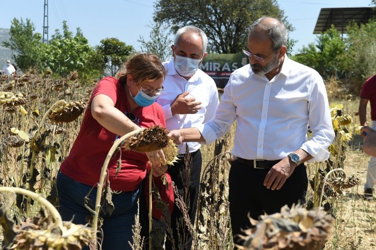 Tarsus’ta yerli ve milli ayçiçeği hasat edildi