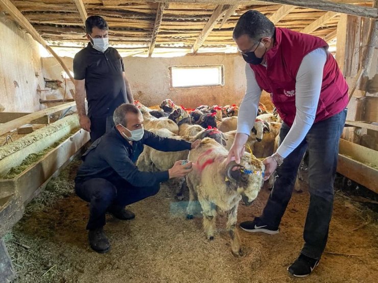 Yetim ve öksüz çocuklara kınalı koçlarla bayram sevinci