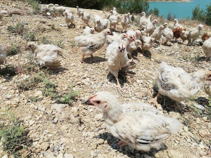 Adana’da 300 civciv ölüme terk edildi