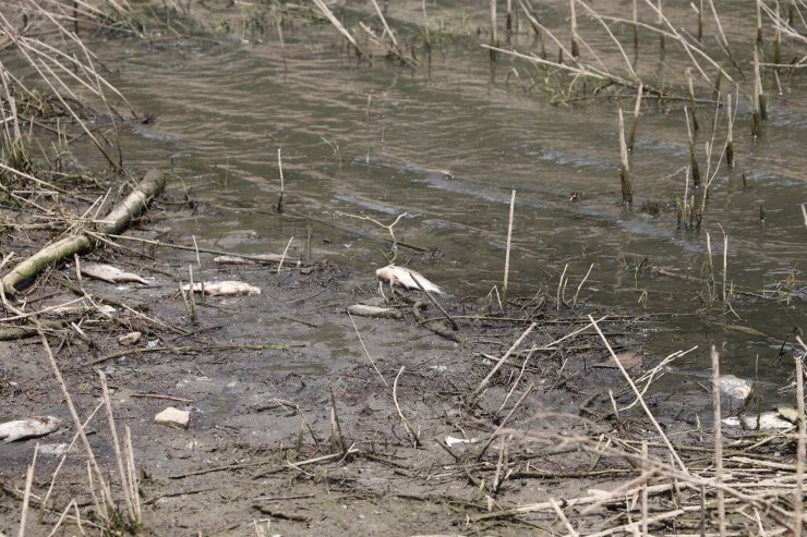 Alibeyköy Barajında korkutan görüntü: Onlarca balık öldü