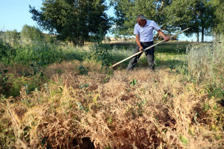 Burçak hasadı geleneksel yöntemlerle yapıldı