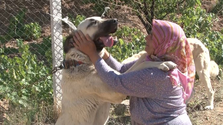 Anadolu ırkı çoban köpekleri heybetleriyle dikkat çekiyor