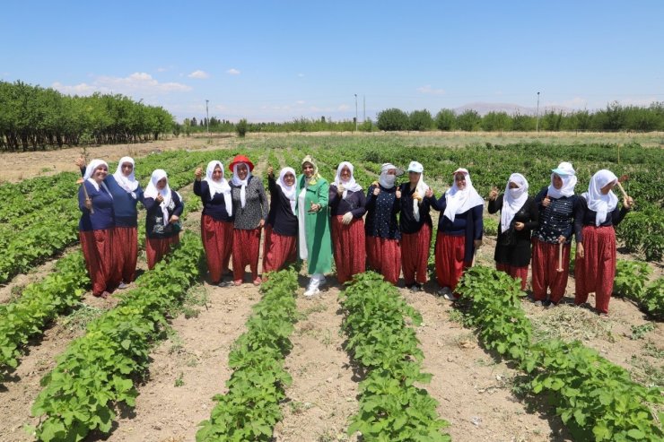 Battalgazi’nin gönüllü kadınları, ilk hasatlarını topladı