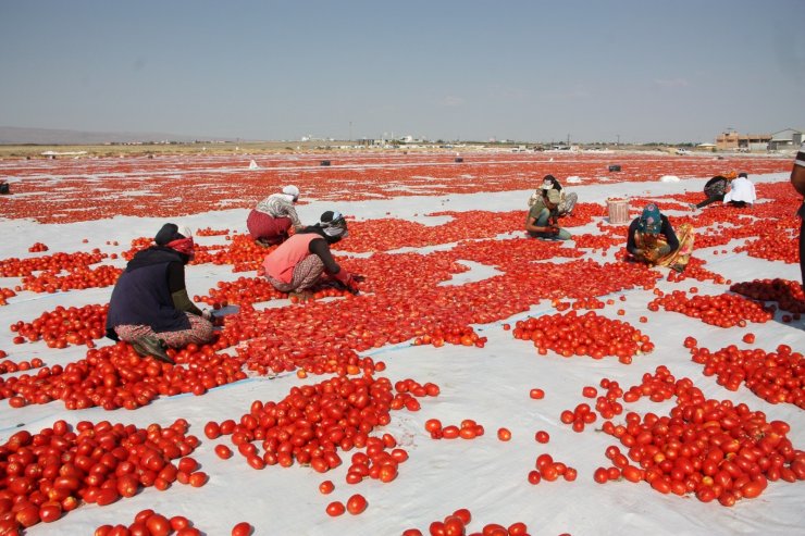 Diyarbakır’ın kurutulmuş domatesleri dünyaya ihraç ediliyor