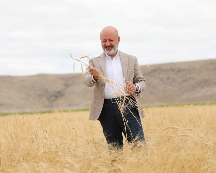 Kocasinan’da ata yadigarı ve 28 kromozomlu gacer buğdayının hasadı yapıldı