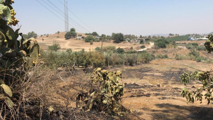 Tarsus’ta bahçedeki yangında 43 ağaç zarar gördü