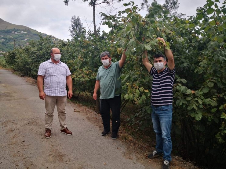 Trabzon’da fındık hasat tarihleri belli oldu