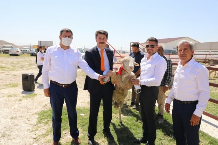 Hibe destekli damızlık koçlar törenle teslim edildi