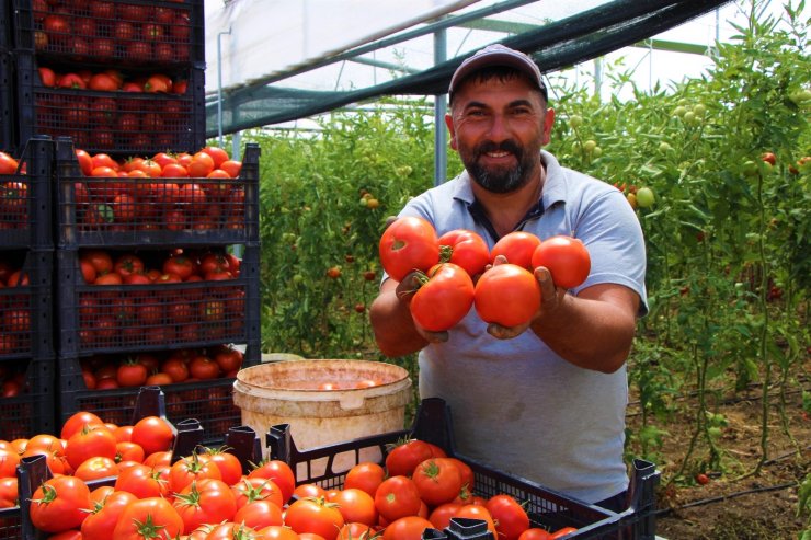 Amasya’da domates, üreticisini sevindirdi