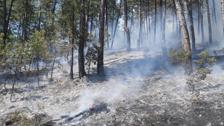 Kastamonu’da ormanlık alanda çıkan yangın kontrol altına alındı