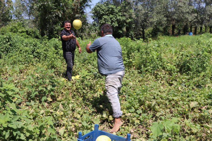 Baldan tatlı "Süreyya" kavunu sofraların vazgeçilmezi