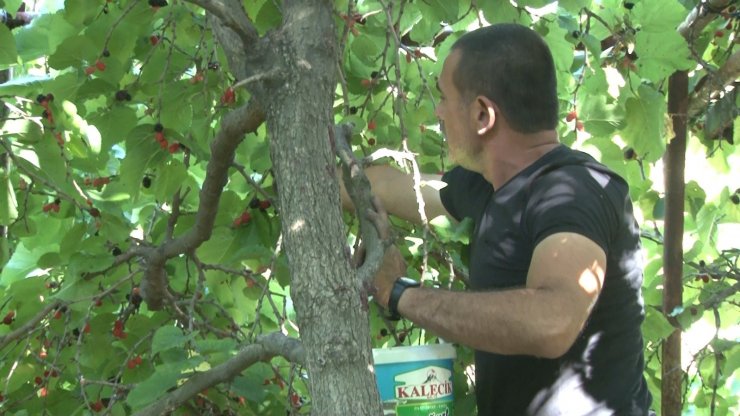 Ayaş’ta asırlık ağaçlardan karadut hasadı