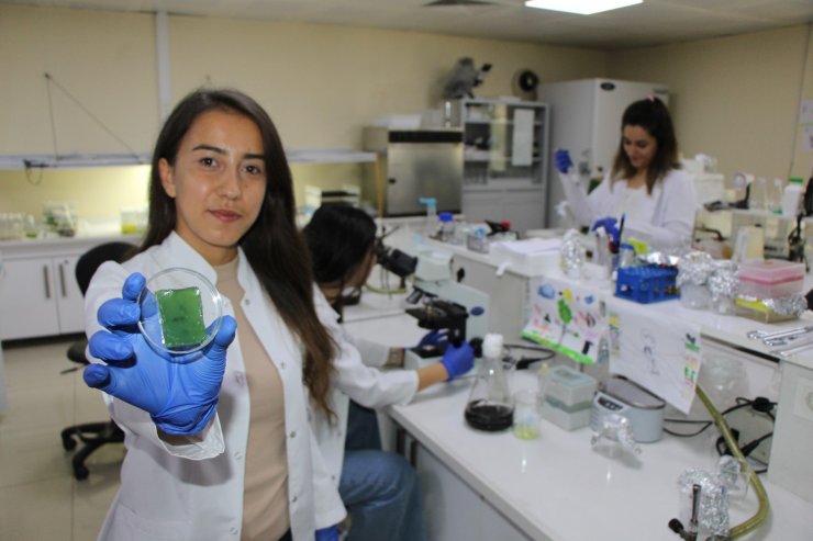 Amasya Üniversitesinden diyabetik yaralara umut olacak çalışma