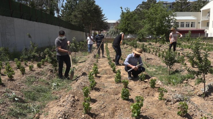 Endemik Erciş üzümü gelecek nesiller için toprakla buluşturuldu