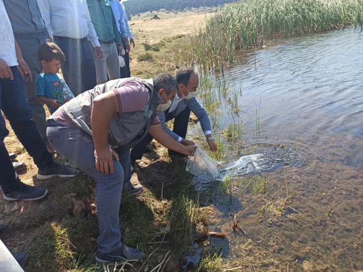Aslanapa’da 277 bin yavru sazan 3 gölette suyla buluştu