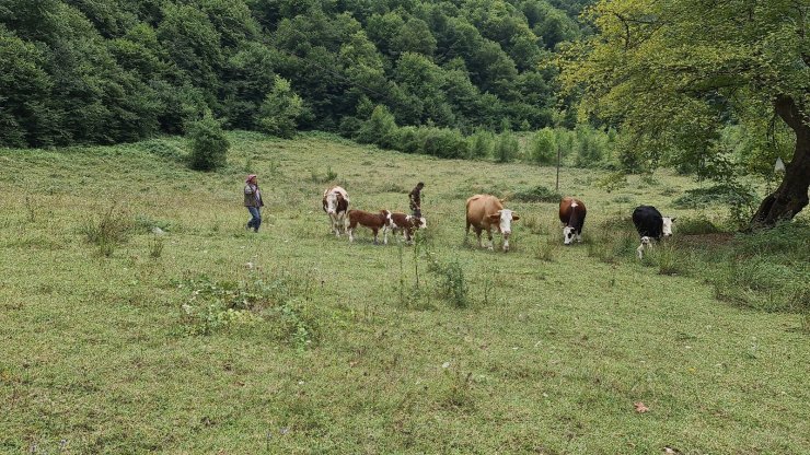Selden otomobil bagajına yükleyerek kurtardığı buzağılar annesine kavuştu