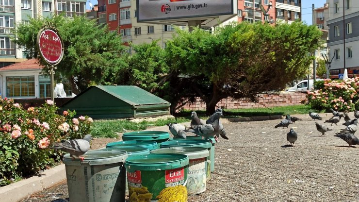 Sokak hayvanlarına 20 yıldır kova kova su taşıyor