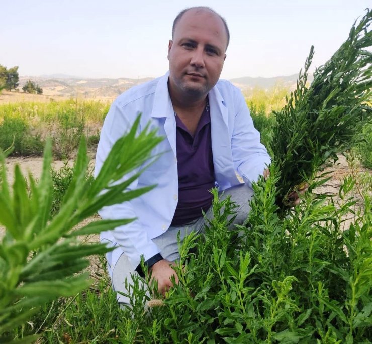 Yapışkan Andız Otu kanser hastalarının aradığı bitki oldu